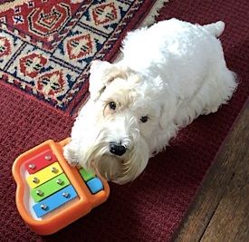 The Most Biddable Terrier